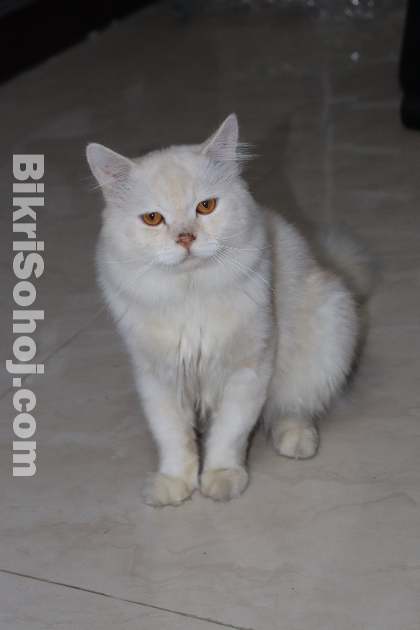 Pearl Colored Persian Cat